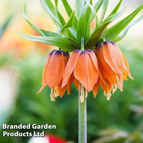 Fritillaria 'Orange Beauty' 2 Fritillaria 'Orange Beauty' - Image 2