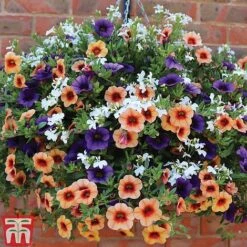 Fruit Salad Pre-Planted Basket -Vedicayur Store FRUI TKA1211 B1