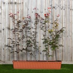 Copper Beech Instant Trough Hedge 1m (pre-grown)
