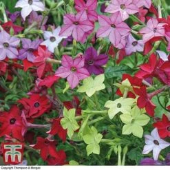 Garden Ready Bedding Collection -Vedicayur Store GARD KB3128 E