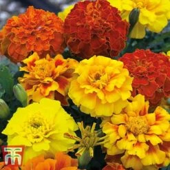 Garden Ready Bumper Collection -Vedicayur Store GARD KB3132 B