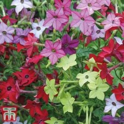 Garden Ready Bumper Collection -Vedicayur Store GARD KB3132 D