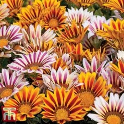 Garden Ready Bumper Collection -Vedicayur Store GARD KB3132 E