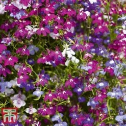 Garden Ready Bumper Collection -Vedicayur Store GARD KB3132 F