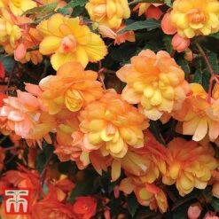 Garden Ready Bumper Collection -Vedicayur Store GARD KB3132 G