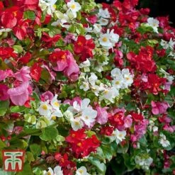 Garden Ready Bumper Collection -Vedicayur Store GARD KB3132 H