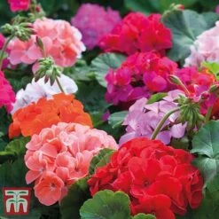 Garden Ready Bumper Collection -Vedicayur Store GARD KB3132 J