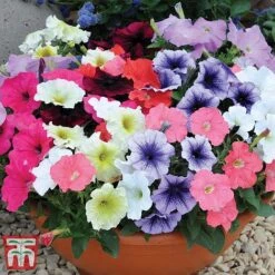 Garden Ready Bumper Collection -Vedicayur Store GARD KB3132 K