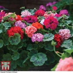 Garden Ready Container Collection -Vedicayur Store GARD T57590P C