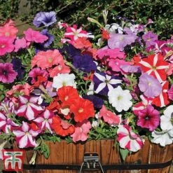 Garden Ready Container Collection -Vedicayur Store GARD T57590P D