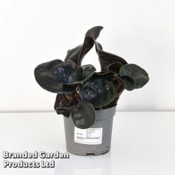 Geogenanthus Ciliatus 'Midnight Pearl' 7 Geogenanthus Ciliatus 'Midnight Pearl' -Vedicayur Store GEOG MIDNI13CM T44492