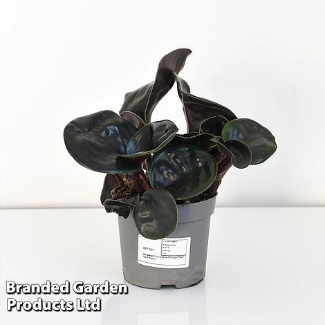 Geogenanthus Ciliatus 'Midnight Pearl' 3 Geogenanthus Ciliatus 'Midnight Pearl' - Image 3