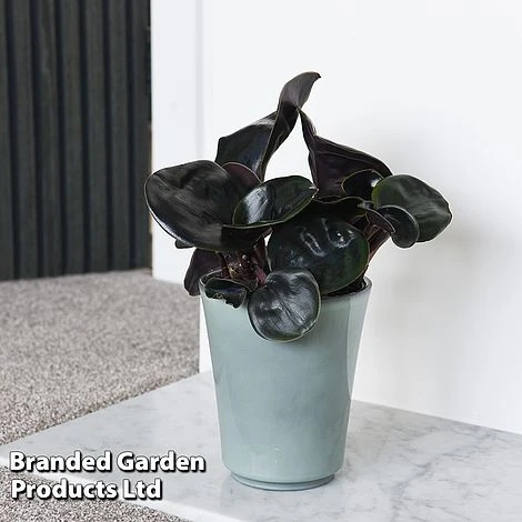 Geogenanthus Ciliatus 'Midnight Pearl' 2 Geogenanthus Ciliatus 'Midnight Pearl' - Image 2