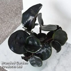 Geogenanthus Ciliatus 'Midnight Pearl' 8 Geogenanthus Ciliatus 'Midnight Pearl' -Vedicayur Store GEOG MIDNIGHTP T44495