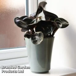 Geogenanthus Ciliatus 'Midnight Pearl'