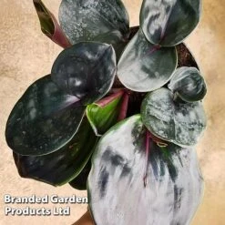 Geogenanthus Ciliatus 'Midnight Pearl' 9 Geogenanthus Ciliatus 'Midnight Pearl' -Vedicayur Store GEOG MIDNIGHTP WKF1191