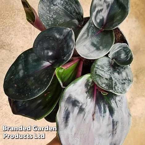 Geogenanthus Ciliatus 'Midnight Pearl' 5 Geogenanthus Ciliatus 'Midnight Pearl' - Image 5