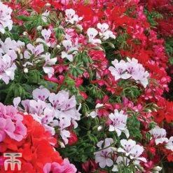 Geranium 'GeRainbow&trade; Mixed' -Vedicayur Store GERA 91853 C