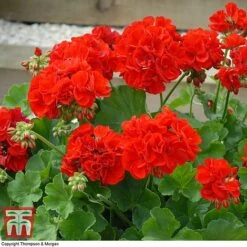 Geranium 'Power Red' -Vedicayur Store GERA P92143A C