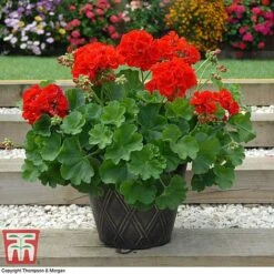 Geranium 'Power Red' -Vedicayur Store GERA P92143A D