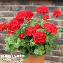 Geranium 'Grandeur Power Red' -Vedicayur Store GERA T79122 A
