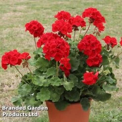 Geranium 'Grandeur Power Red' -Vedicayur Store GERA T79122 B