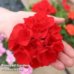 Geranium 'Grandeur Power Red' -Vedicayur Store GERA T79122 C