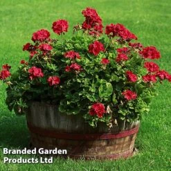 Geranium Giants Collection -Vedicayur Store GERA GRANDVIOL L41307