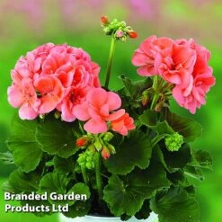 Geranium Giants Collection -Vedicayur Store GERA GRCLSALMO S04734