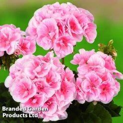 Geranium Giants Collection -Vedicayur Store GERA GRCLSALMP S30743