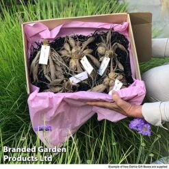 Dahlia 'Linda's Baby' Collection 8 Dahlia 'Linda's Baby' Collection -Vedicayur Store GIFT DAHLIABOX S466572