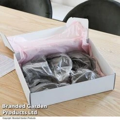 Dahlia 'Linda's Baby' Collection 9 Dahlia 'Linda's Baby' Collection -Vedicayur Store GIFT DAHLIABOX T487501