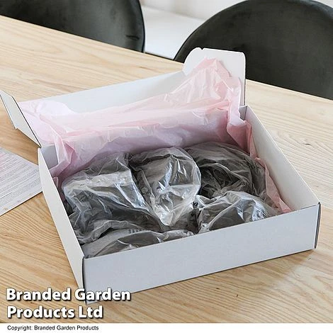 Dahlia 'Linda's Baby' Collection 4 Dahlia 'Linda's Baby' Collection - Image 4