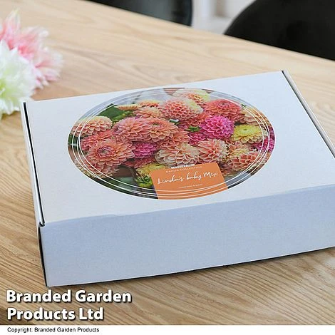 Dahlia 'Linda's Baby' Collection 2 Dahlia 'Linda's Baby' Collection - Image 2