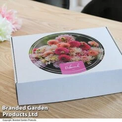 Dahlia 'Deborah' Collection -Vedicayur Store GIFT DAHLIABOX T48753