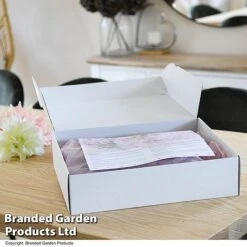 Dahlia 'Linda's Baby' Collection 10 Dahlia 'Linda's Baby' Collection -Vedicayur Store GIFT DAHLIABOX T487571