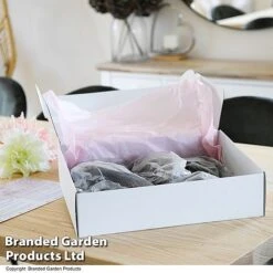 Dahlia 'Deborah' Collection -Vedicayur Store GIFT DAHLIABOX T48758