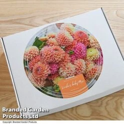 Dahlia 'Linda's Baby' Collection 11 Dahlia 'Linda's Baby' Collection -Vedicayur Store GIFT DAHLIABOX T48760