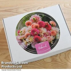 Dahlia 'Deborah' Collection -Vedicayur Store GIFT DAHLIABOX T48761