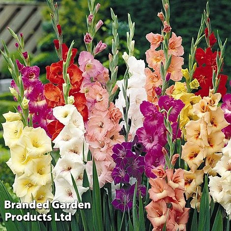 Gladioli Mixed 2 Gladioli Mixed - Image 2