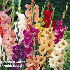 Gladioli Mixed 6 Gladioli Mixed -Vedicayur Store GLAD KB0060 C