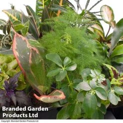 Green Houseplant Starter Mix -Vedicayur Store GREE HOUS KF0875 A