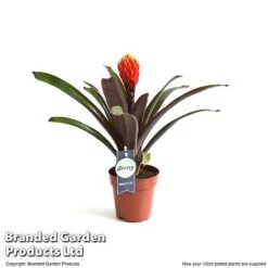 Guzmania 'Tala' 13 Guzmania 'Tala' -Vedicayur Store GUZM TALA12CM T49236