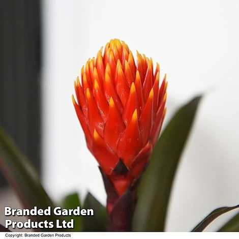 Guzmania 'Tala' 2 Guzmania 'Tala' - Image 2