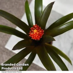 Guzmania 'Tala' 9 Guzmania 'Tala' -Vedicayur Store GUZM TALA T49242