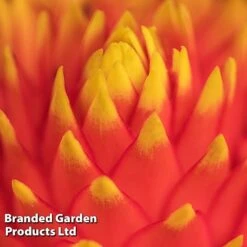 Guzmania 'Tala' 11 Guzmania 'Tala' -Vedicayur Store GUZM TALA W48354