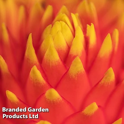 Guzmania 'Tala' 5 Guzmania 'Tala' - Image 5