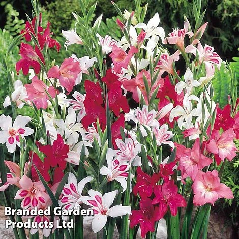 Gladioli 'Nanus Mix' 1 Gladioli 'Nanus Mix'