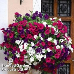 Hanging Basket Mixed Collection 11 Hanging Basket Mixed Collection -Vedicayur Store HANG KC9913 B