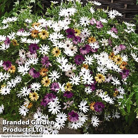 Hanging Basket Mixed Collection 7 Hanging Basket Mixed Collection - Image 7